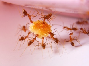 Mravenci ve spíži